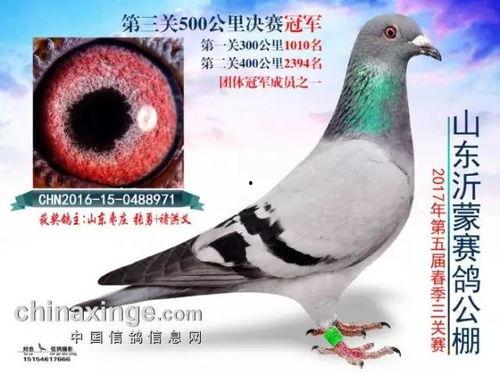 赛鸽拍卖会视频