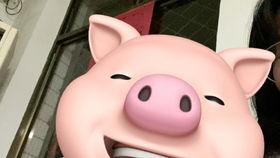 视频特效猪头,颠覆视觉的奇幻之旅