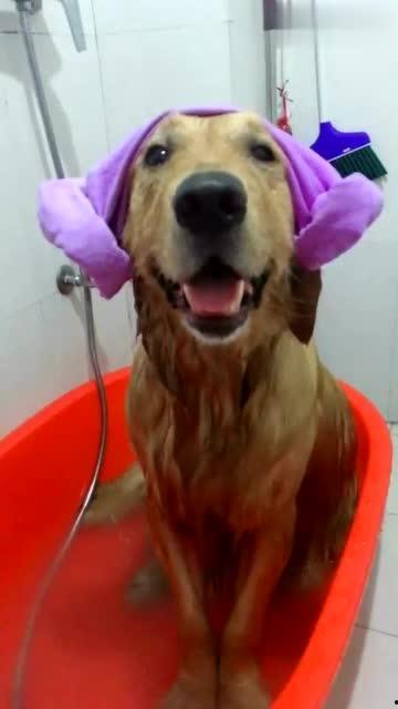 狗狗洗澡视频,狗狗洗澡视频集锦