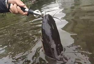 钓鲶鱼视频,视频教学带你轻松捕获大鲶鱼