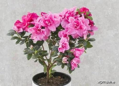 杜鹃花怎么换盆视频,轻松掌握换盆技巧