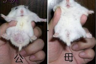 母仓鼠生小仓鼠视频,温馨亲子时光