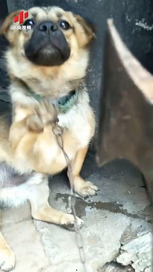 狗叫视频,狗狗欢快叫声背后的温馨故事