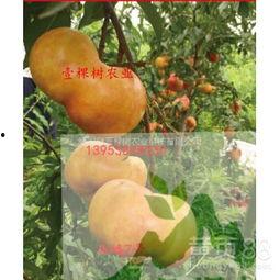 夏甜桃视频,探寻夏日甜蜜桃子的魅力之旅