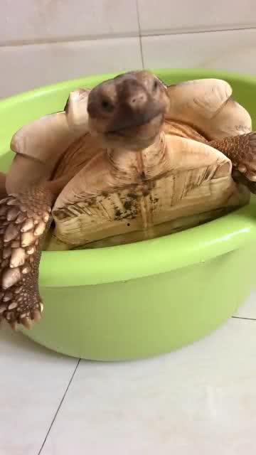 乌龟洗澡视频,一场水中的趣味之旅