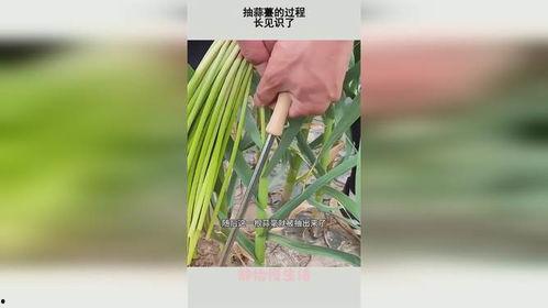 抽蒜苔视频,视频记录田间劳作之美