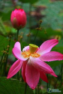 囊荷视频,揭秘植物生长的奇妙之旅