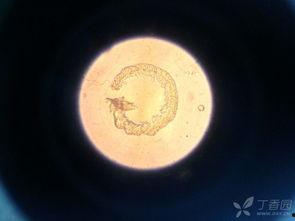 细胞传代视频,细胞传代技术实操视频解析