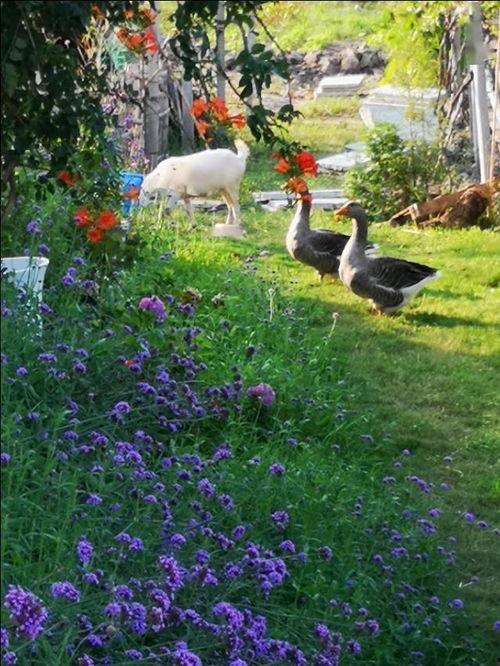 母羊生宝宝视频,温馨记录宝宝降生全过程