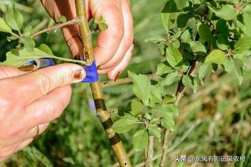 接果树视频,视频揭秘高效接果秘诀