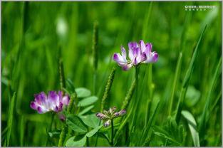 在线视频草,从构思到成品的全过程