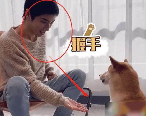 吴起训狗视频