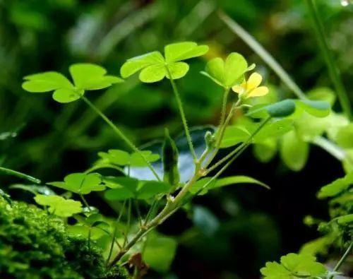 苔朗诵视频